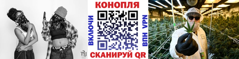 закладка Венёв МАРИХУАНА сатива